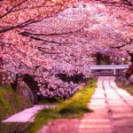 Kyoto: Private Full-Day Sakura Tour by Vehicle with Guide - Transportation, Timing, and Tour Logistics