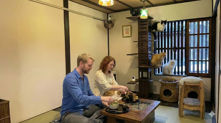 Kyoto: Private/GroupEthical Cat Sanctuary & Tea Ceremony - The Itinerary: What to Expect