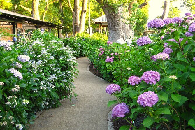 Kyoto Private Hydrangea Tour by Car and Rail - What To Expect During Your Day