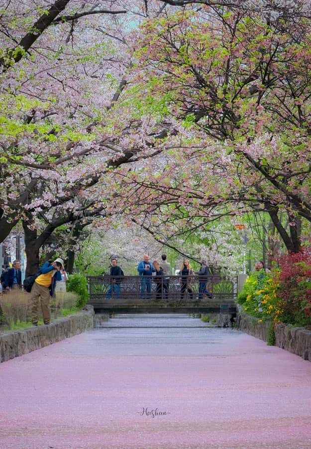 Kyoto Private Photoshoot: Fushimi Inari, Gion & Bamboo - The Experience in Detail
