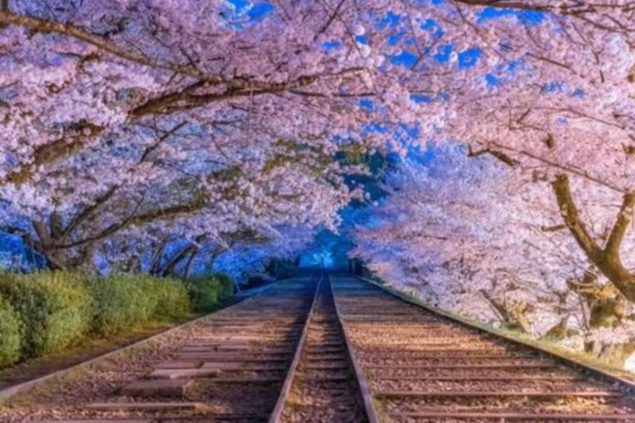 KYOTO: Sophisticated Harmony Journey: 4 Calming Scenes - What You Can Expect from This Kyoto Tour