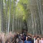 Kyoto: The Heart of Arashiyama, Bamboo Forests and Sacred Temples - Transportation & Practical Details