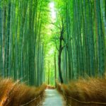 Kyoto West: Arashiyama Riverside Walk Bamboo Forest - The Practical Side