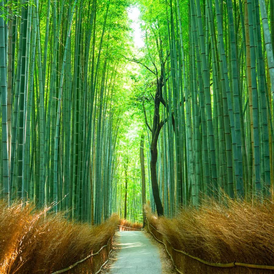 Kyoto West: Arashiyama Riverside Walk Bamboo Forest - The Practical Side
