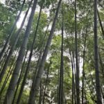 Kyoto:Couples Love Walk Through Time and Beauty Guided Tour - Who Will Love This Tour