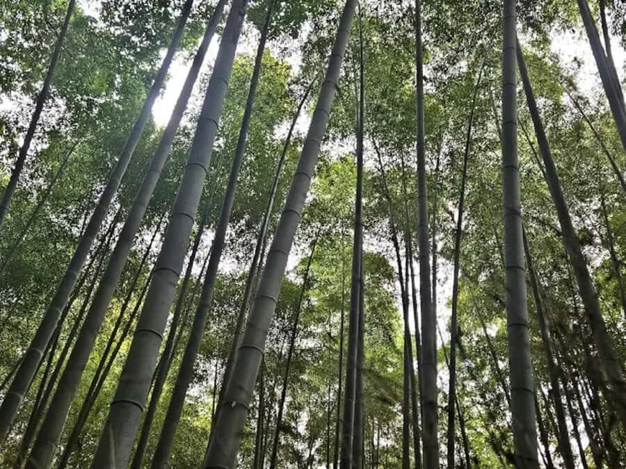 Kyoto:Couples Love Walk Through Time and Beauty Guided Tour - Who Will Love This Tour