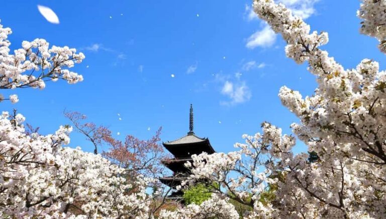 Kyoto's Cherry Blossom Splendor: A 3-Hour Sakura Tour - Practical Details and Tips