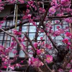 Kyoto's World of Zen Buddhism Feat. Highlights of Ginkakuji - The Gardens and the Philosophy’s Path