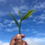 Labookellie Tea Factory Tour from Nuwara Eliya - Practical Details and Value