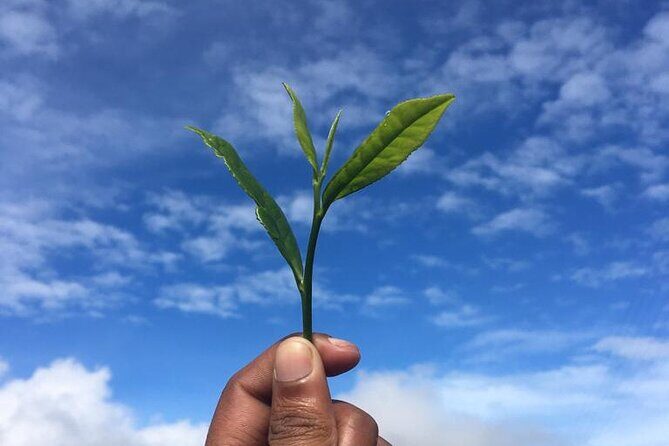 Labookellie Tea Factory Tour from Nuwara Eliya - Practical Details and Value