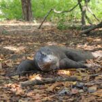 Labuan Bajo - Komodo multi day tour Using Luxury Pinishi Boat - Day Three: Relaxed Island Hopping and Departure