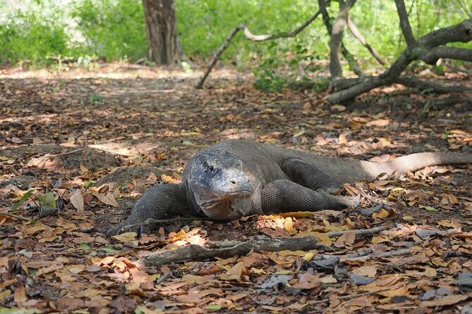 Labuan Bajo - Komodo multi day tour Using Luxury Pinishi Boat - Day Three: Relaxed Island Hopping and Departure
