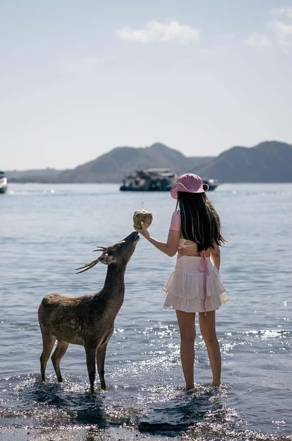 Labuan Bajo: Komodo Private and Shared Speedboat Day Trip - What the Reviews Say: Authentic Insights
