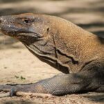 LABUAN BAJO: Komodo Shared Tour With Speed Boat - The Value and Overall Experience