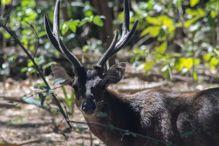 LABUAN BAJO: Komodo Shared Tour With Speed Boat - What to Expect & Practical Tips