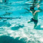 Lagoon and Wildlife Discovery on a Private Boat in Moorea - A Detailed Look at the Itinerary