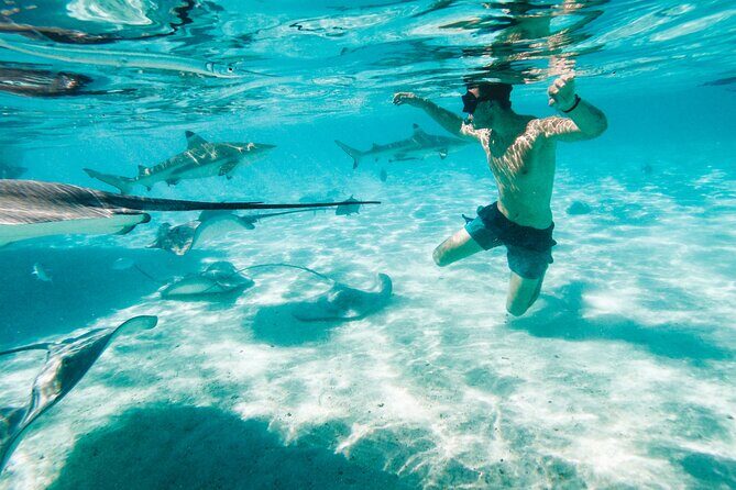 Lagoon and Wildlife Discovery on a Private Boat in Moorea - A Detailed Look at the Itinerary