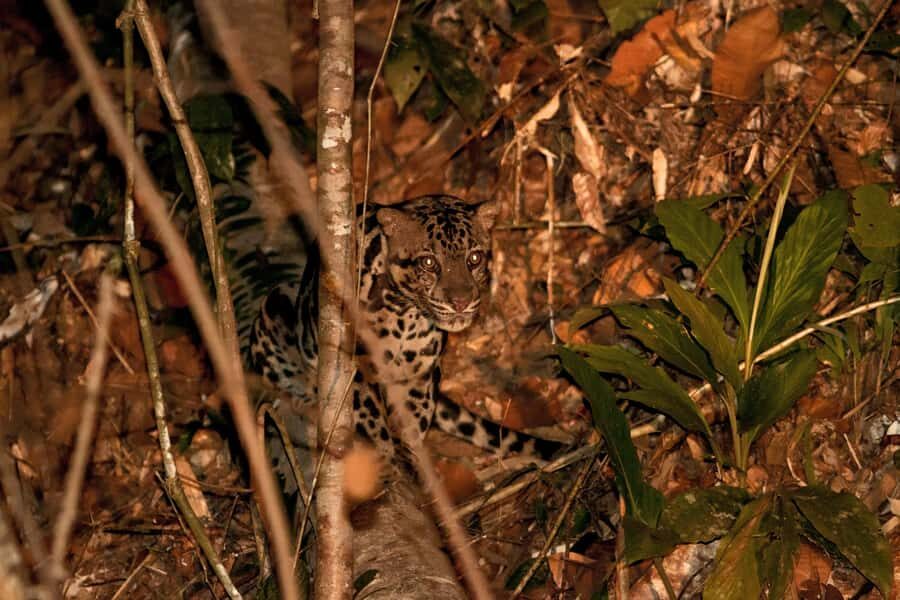 Lahad Datu: Danum Valley 3-Day Jungle Adventure with Guide - Wildlife and Scenic Viewing