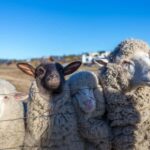 Lake Tekapo: Guided Petting Zoo Visit - The Highlights