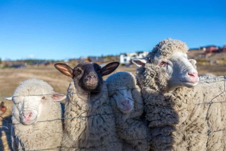 Lake Tekapo: Guided Petting Zoo Visit - The Highlights