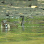 Langkawi: 6-Hour Kilim Mangrove Boat Tour w/ Lunch & Pickup - The Itinerary in Detail