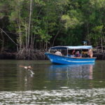 Langkawi: Kilim Geopark Mangrove Tour with Eagle Watching - Is This Tour Worth the Money?