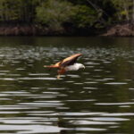 Langkawi: Kilim Geopark Mangrove Tour with Eagle Watching - FAQs