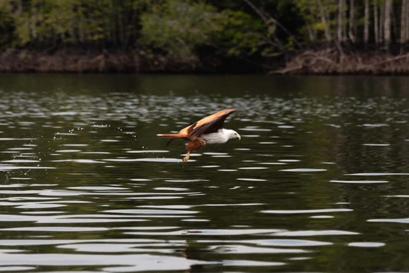 Langkawi: Kilim Geopark Mangrove Tour with Eagle Watching - FAQs