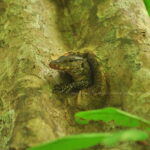 Langkawi: Kilim River Mangrove Safari Kayaking Tour - Why This Tour Is a Great Choice