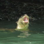 Langkawi: Kilim River Mangrove Safari Kayaking Tour - What Makes This Tour Stand Out?