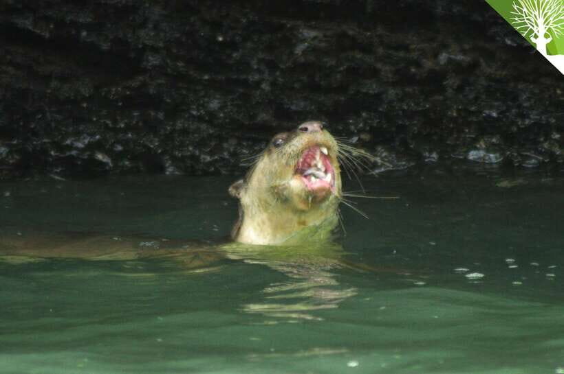 Langkawi: Kilim River Mangrove Safari Kayaking Tour - What Makes This Tour Stand Out?