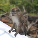 Langkawi Mangrove & Bat Cave Expedition: Sharing Boat With Option - Overall Value and Practicalities