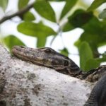 Langkawi Mangrove & Bat Cave Expedition: Sharing Boat With Option - Authentic Traveler Insights