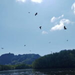 Langkawi Mangrove Boat Tour at Kilim Geoforest Park - Visiting the Bat Cave (Gua Kelawar)