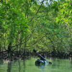 Langkawi: Mangrove Kayak Tour with Wildlife Spotting - Why the Guided Experience Matters