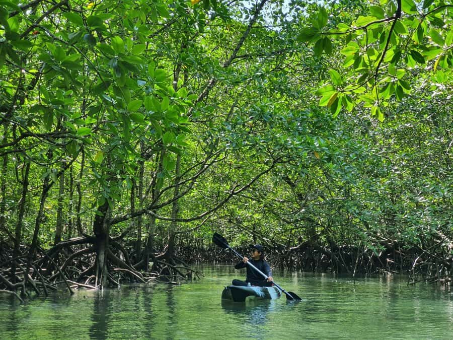 Langkawi: Mangrove Kayak Tour with Wildlife Spotting - Why the Guided Experience Matters