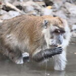 Langkawi Mangrove Monkey Package - What to Expect at Each Stop: An Authentic Encounter with Nature
