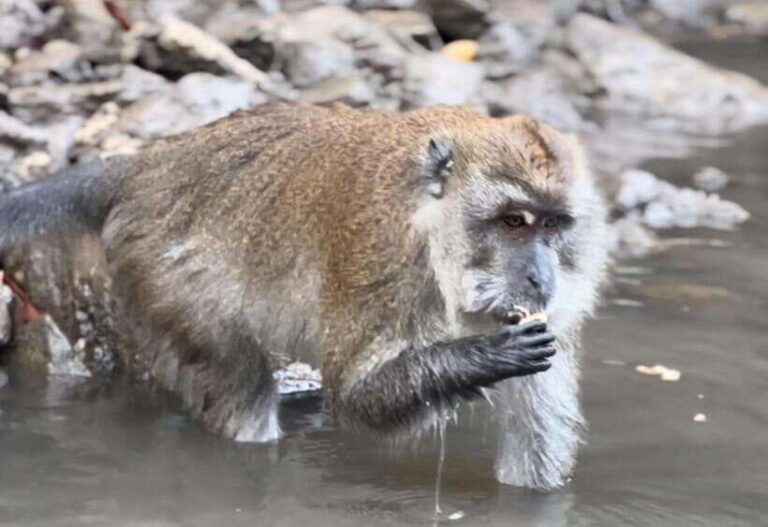 Langkawi Mangrove Monkey Package - What to Expect at Each Stop: An Authentic Encounter with Nature