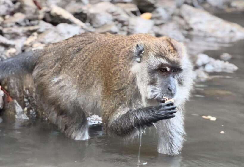 Langkawi Mangrove Monkey Package - What to Expect at Each Stop: An Authentic Encounter with Nature