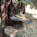 Langkawi: Morning Rainforest Walking Tour - Exploring Langkawi’s Lowland Rainforest