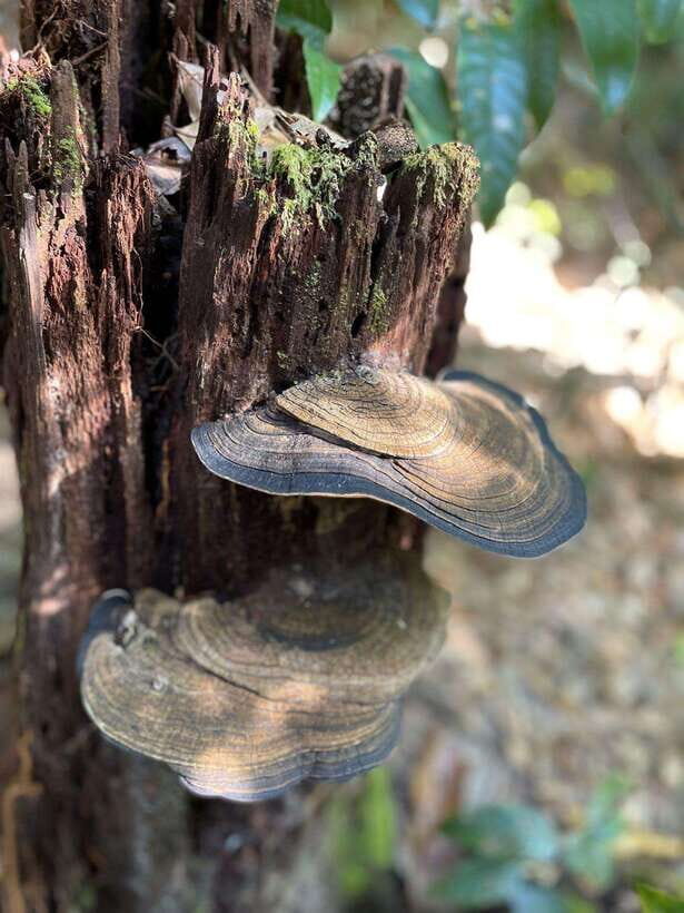 Langkawi: Morning Rainforest Walking Tour - Exploring Langkawi’s Lowland Rainforest