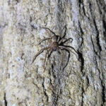 Langkawi: Nighttime Rainforest Tour with Nature Guide - Itinerary Breakdown