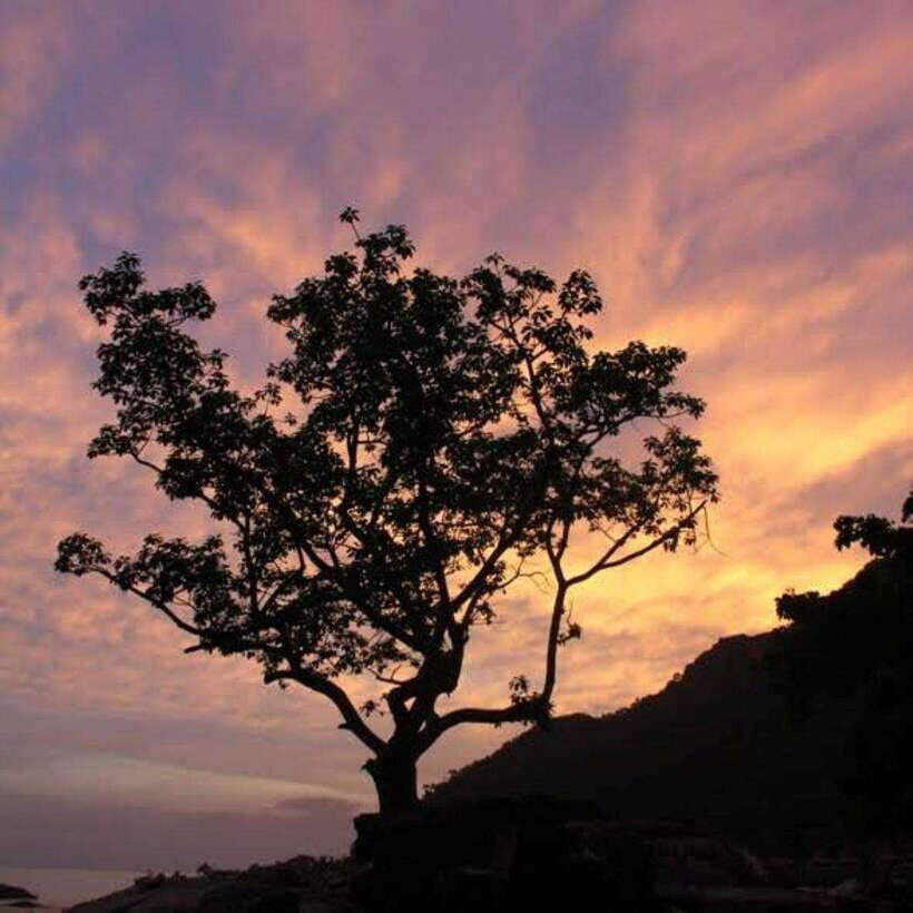 Langkawi: Nighttime Rainforest Tour with Nature Guide - The Itinerary in Detail