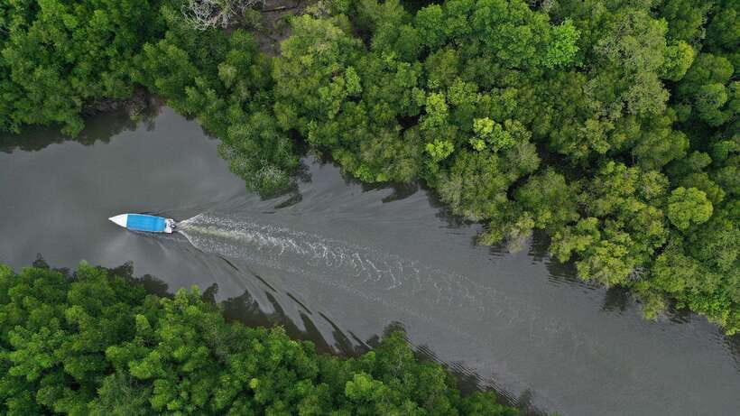 Langkawi Signature Mangrove Discovery Boat Tour (Shared) - Practical Details and Tips