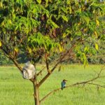 Langkawi: Small Group Countryside Cycling Tour Paddy Fields - An In-Depth Look at What to Expect