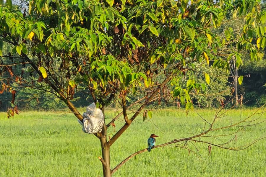 Langkawi: Small Group Countryside Cycling Tour Paddy Fields - An In-Depth Look at What to Expect