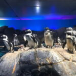 Langkawi: Underwater World Langkawi Entry Ticket - Daily Show Schedule – When to Catch the Highlights