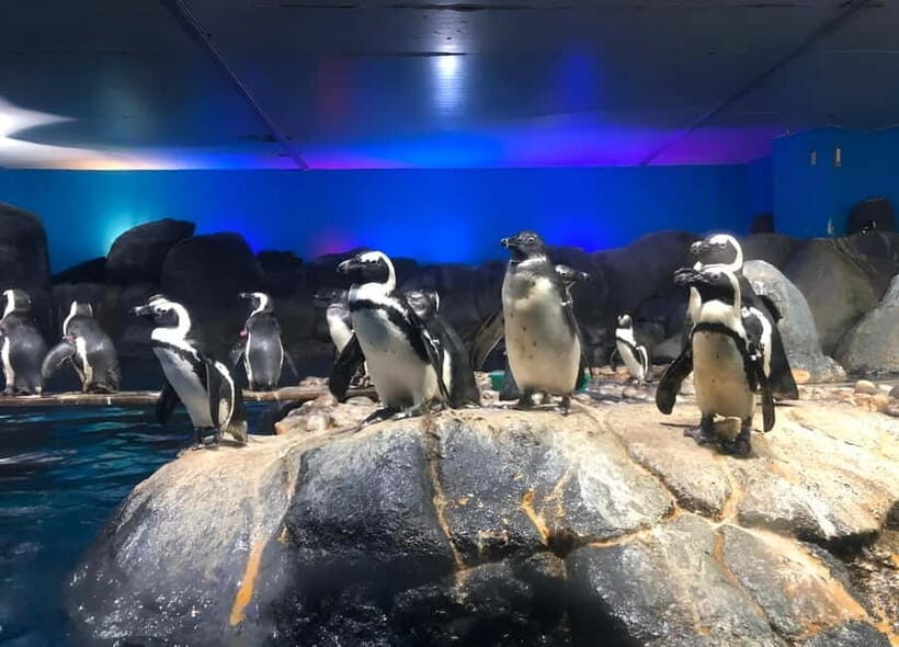 Langkawi: Underwater World Langkawi Entry Ticket - Daily Show Schedule – When to Catch the Highlights