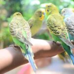 Langkawi: Wildlife Park Admission Ticket - Who Would Enjoy This Tour?