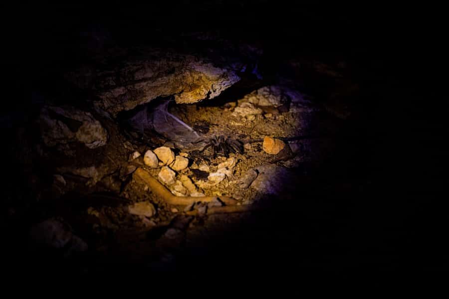 Langkawi:6 Hours Mangrove Night Safari with Pick Up & Dinner - Exploring the Mangroves at Night